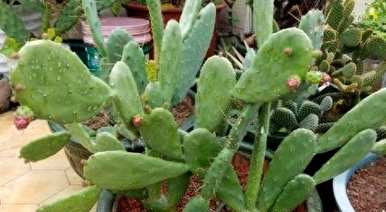 如何种植仙人掌盆栽，仙人掌盆栽幼儿园