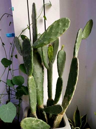 如何种植仙人掌盆栽，仙人掌盆栽幼儿园