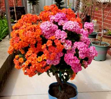 夏天如何养长寿花，夏天如何放院子