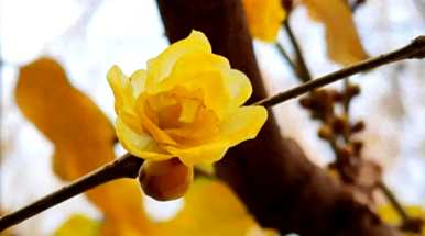 腊梅花什么季节开，腊梅花什么季节落叶？