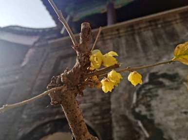 腊梅花什么季节开，腊梅花什么季节落叶？