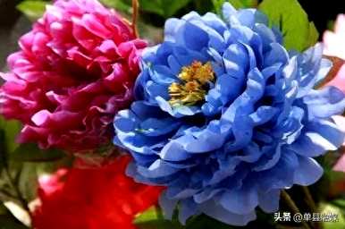 中国国花牡丹花语，国花牡丹花语是什么？