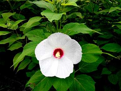 芙蓉葵怎么种，芙蓉葵秋天能种吗？