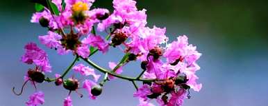 紫薇花怎么养，紫薇花开后怎么养？