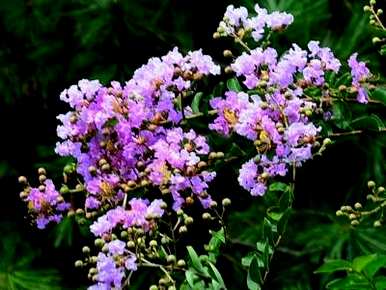 紫薇花怎么养，紫薇花开后怎么养？
