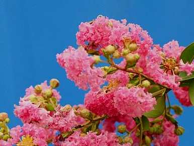紫薇花怎么养，紫薇花开后怎么养？