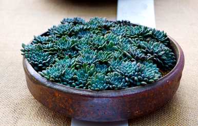 多肉植物怎么养才又大又肥沃？多肉植物怎么养才又大又肥？