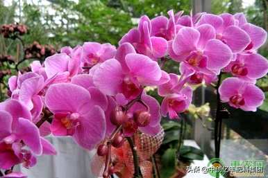 蝴蝶兰什么时候开花？