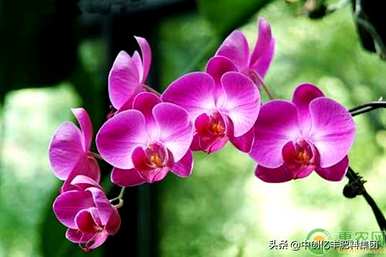 蝴蝶兰什么时候开花？