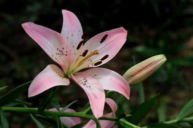 雏菊花醒花教程，如何唤醒雏菊花？