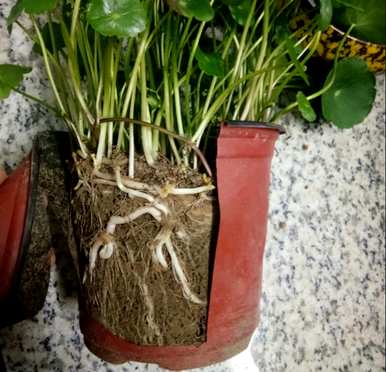 铜钱草怎么养水培，铜钱草怎么养水培什么肥？