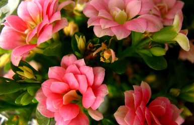 一年长寿花浇水法，长寿花怎么浇水？