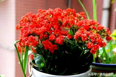 家养花有哪些品种，爬墙花有哪些品种？