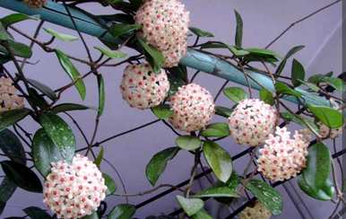 球兰花怎么养才能开花，球兰花怎么养才能开花