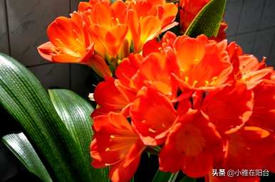 君子兰多少片叶子开花，君子兰多少片叶子开花？