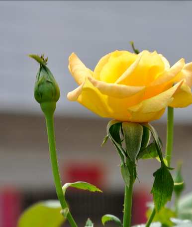 玫瑰的花语是什么，99朵玫瑰的花语是什么？