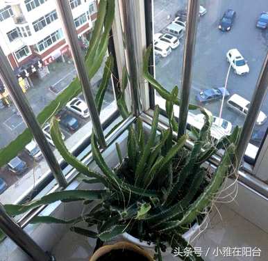 种植火龙果种子的花是什么样子的，种植火龙果种子的方法