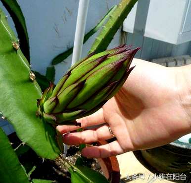 种植火龙果种子的花是什么样子的，种植火龙果种子的方法