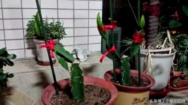 种植火龙果种子的花是什么样子的，种植火龙果种子的方法