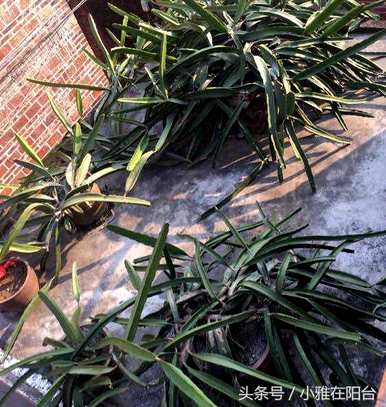 种植火龙果种子的花是什么样子的，种植火龙果种子的方法