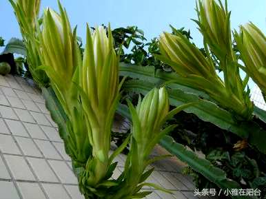 种植火龙果种子的花是什么样子的，种植火龙果种子的方法