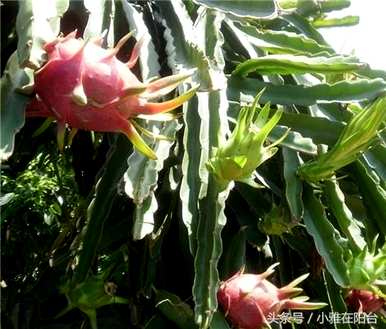 种植火龙果种子的花是什么样子的，种植火龙果种子的方法