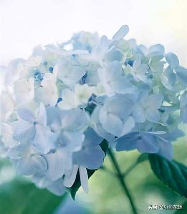 母亲节给妈妈什么花，母亲节给妈妈什么花？