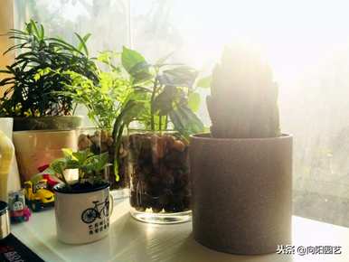 网纹草能水培吗？如何水培白网纹草？