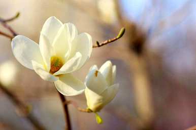 玉兰花叶子发黄的原因及解决方案，玉兰花叶子发黄怎么了