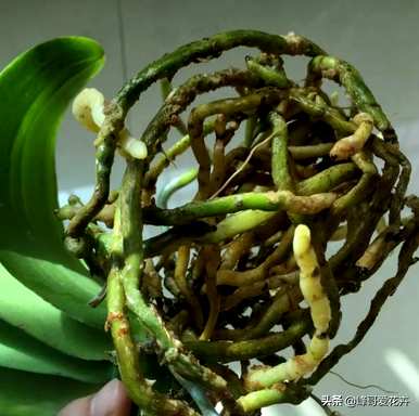 如何养蝴蝶兰换盆？蝴蝶兰松树皮换盆