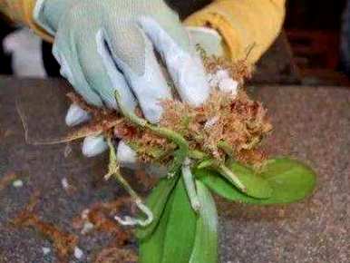 松树皮养蝴蝶兰花，蝴蝶兰花怎么养？