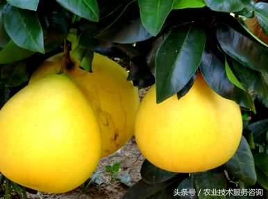 柚子树嫁接用自己的树枝吗？柚子树怎么剪树枝比较好？