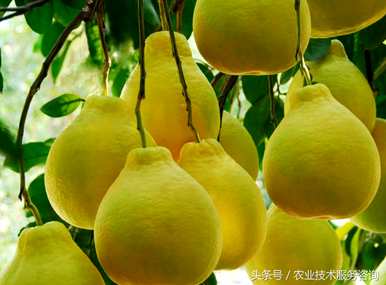 柚子树嫁接用自己的树枝吗？柚子树怎么剪树枝比较好？