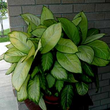万年青树适合在家种植吗？家里种万年青吉利还是不吉利？