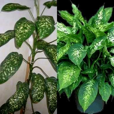 万年青树适合在家种植吗？家里种万年青吉利还是不吉利？