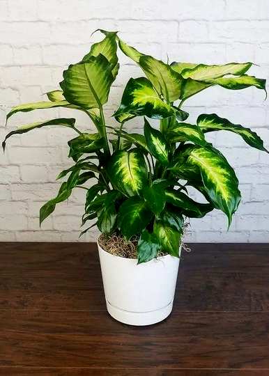 万年青树适合在家种植吗？家里种万年青吉利还是不吉利？
