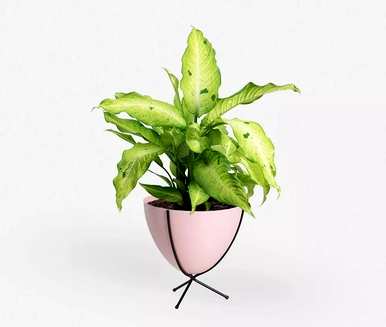 万年青树适合在家种植吗？家里种万年青吉利还是不吉利？