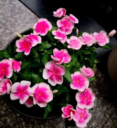 长春花期开到几个月，长春花期多久？