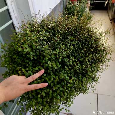 吊兰品种欣赏，吊兰有哪些品种？