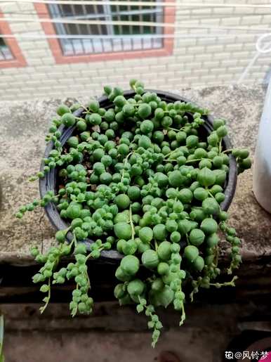 吊兰品种欣赏，吊兰有哪些品种？
