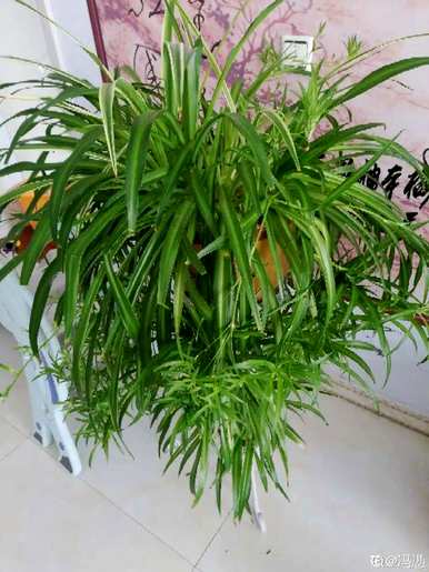 吊兰品种欣赏，吊兰有哪些品种？