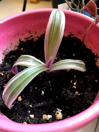 紫背万年青适合家养吗？紫背万年青的养殖方法