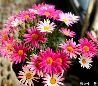 佛山花叶发黄的原因是什么？如何解决花叶发黄问题？