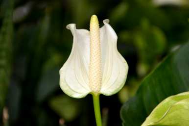 家里白鹤芋枯萎怎么办？白鹤芋头怎么办？