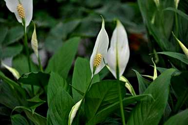 家里白鹤芋枯萎怎么办？白鹤芋头怎么办？