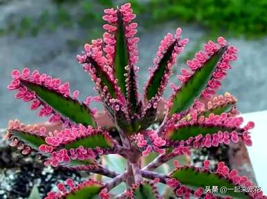 室内哪些花最好看又好养，室内哪些花好养又好看？