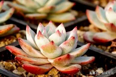 室内哪些花最好看又好养，室内哪些花好养又好看？