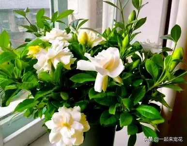 室内哪些花最好看又好养，室内哪些花好养又好看？