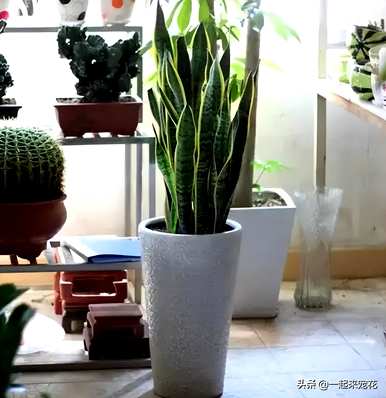室内哪些花最好看又好养，室内哪些花好养又好看？