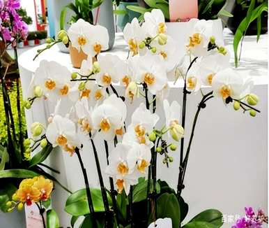 蝴蝶兰的花语和含义，蝴蝶兰的类型、图片和名称